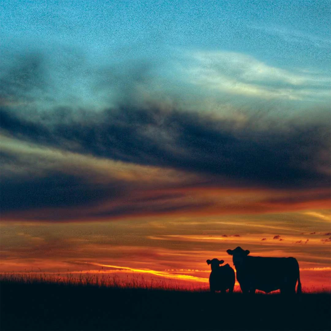 Ranch Life Randy's Pair Wild Rag - Image 2